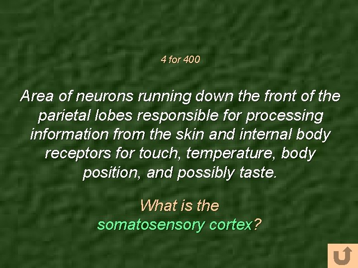 4 for 400 Area of neurons running down the front of the parietal lobes