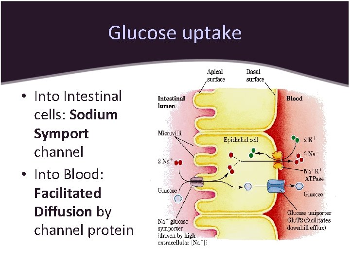Glucose uptake • Into Intestinal cells: Sodium Symport channel • Into Blood: Facilitated Diffusion