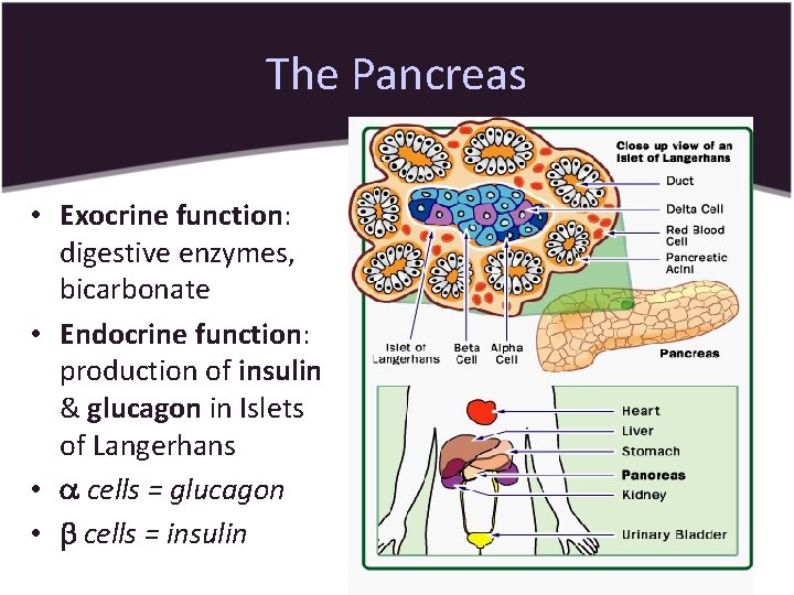 The Pancreas • Exocrine function: digestive enzymes, bicarbonate • Endocrine function: production of insulin