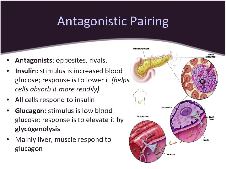 Antagonistic Pairing • Antagonists: opposites, rivals. • Insulin: stimulus is increased blood glucose; response
