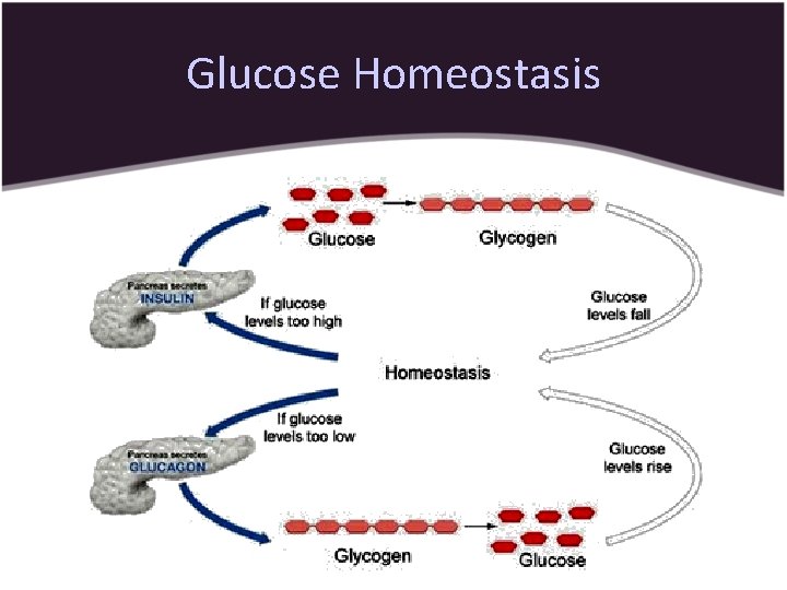 Glucose Homeostasis 