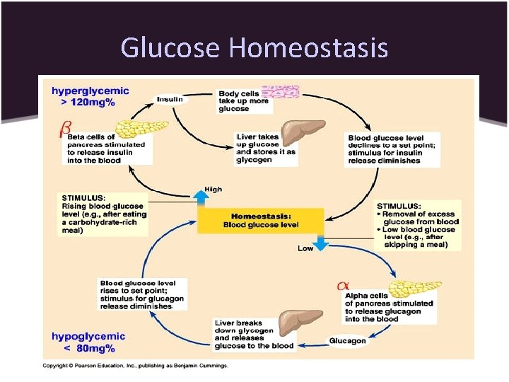 Glucose Homeostasis 