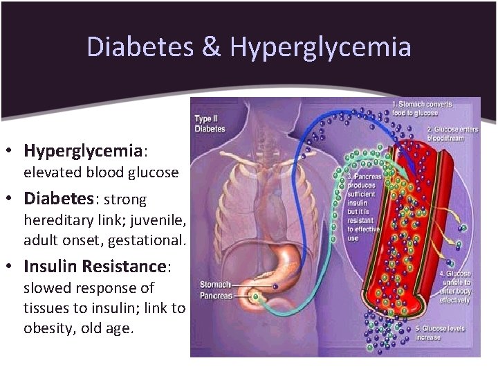 Diabetes & Hyperglycemia • Hyperglycemia: elevated blood glucose • Diabetes: strong hereditary link; juvenile,