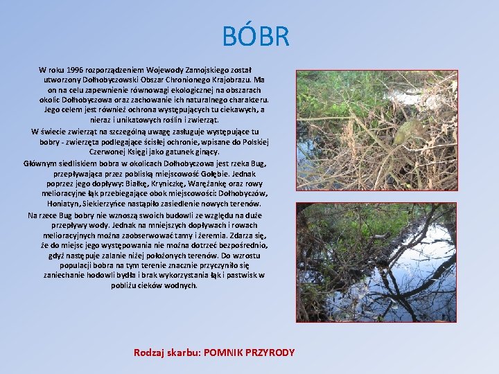 BÓBR W roku 1996 rozporządzeniem Wojewody Zamojskiego został utworzony Dołhobyczowski Obszar Chronionego Krajobrazu. Ma