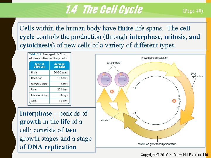 1. 4 The Cell Cycle (Page 40) Cells within the human body have finite