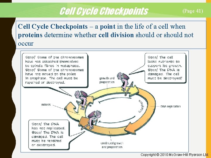 Cell Cycle Checkpoints (Page 41) Cell Cycle Checkpoints – a point in the life