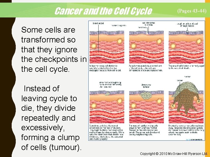 Cancer and the Cell Cycle (Pages 43 -44) Some cells are transformed so that