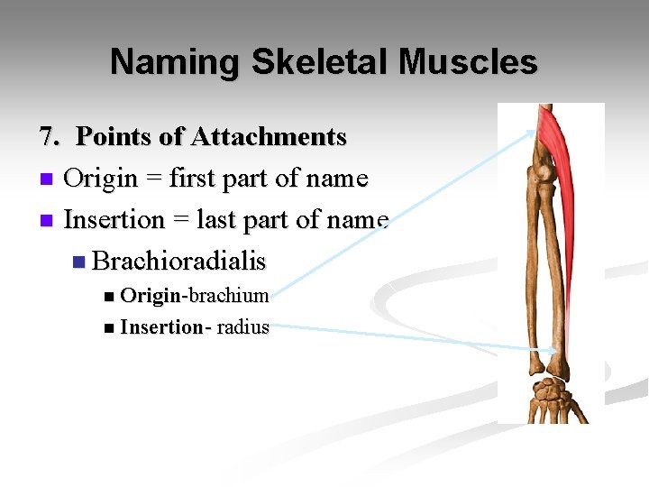 Naming Skeletal Muscles 7. Points of Attachments n Origin = first part of name
