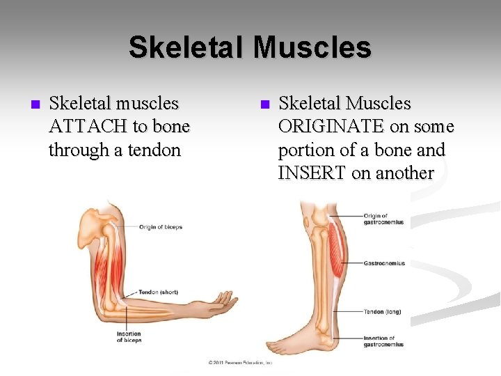 Skeletal Muscles n Skeletal muscles ATTACH to bone through a tendon n Skeletal Muscles