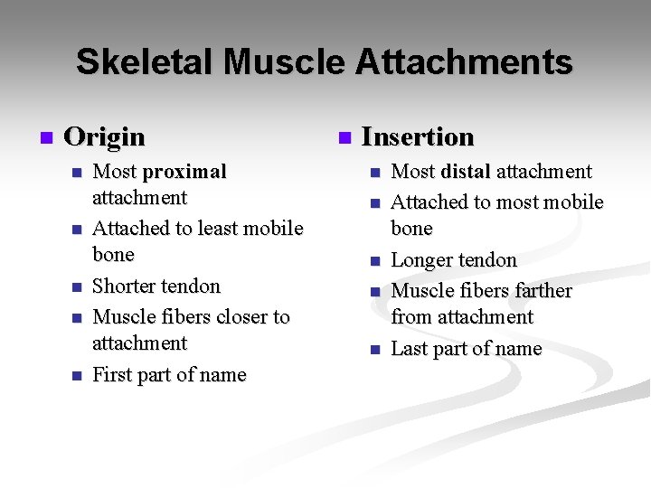 Skeletal Muscle Attachments n Origin n n Most proximal attachment Attached to least mobile