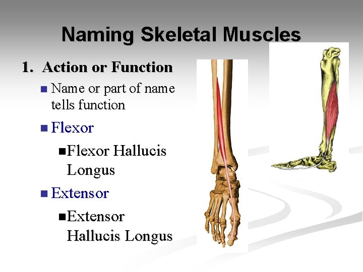 Naming Skeletal Muscles 1. Action or Function n Name or part of name tells