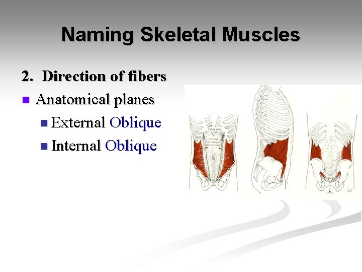 Naming Skeletal Muscles 2. Direction of fibers n Anatomical planes n External Oblique n