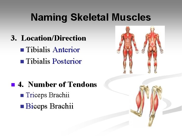 Naming Skeletal Muscles 3. Location/Direction n Tibialis Anterior n Tibialis Posterior n 4. Number