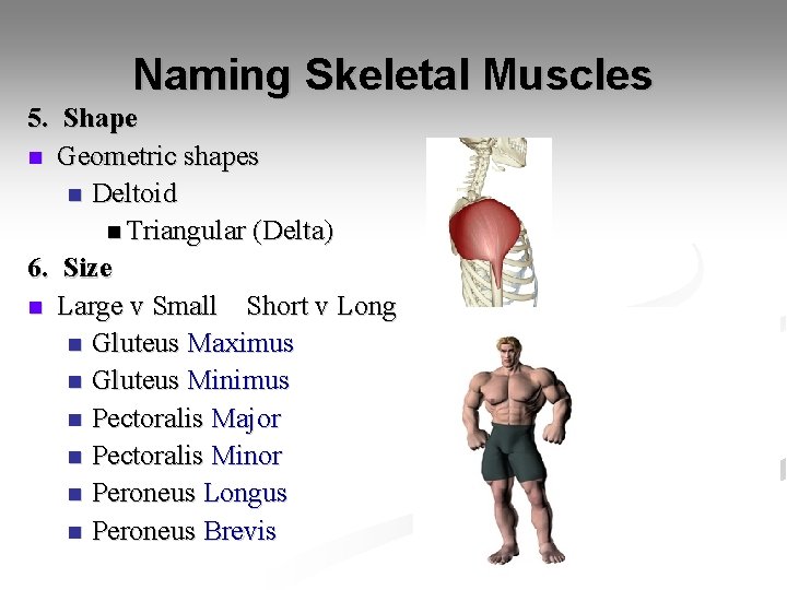 Naming Skeletal Muscles 5. Shape n Geometric shapes n Deltoid n Triangular (Delta) 6.