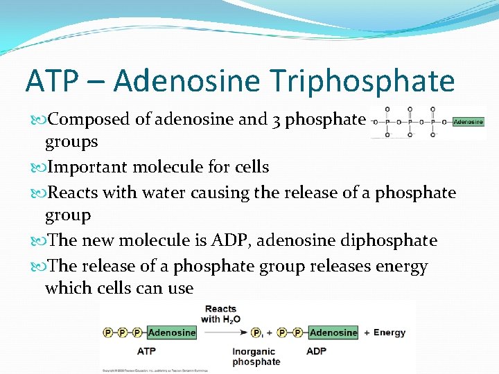 ATP – Adenosine Triphosphate Composed of adenosine and 3 phosphate groups Important molecule for