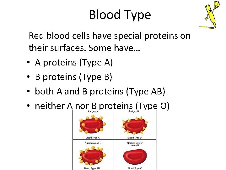 Blood Type Red blood cells have special proteins on their surfaces. Some have… • Blood Type Red blood cells have special proteins on their surfaces. Some have… •
