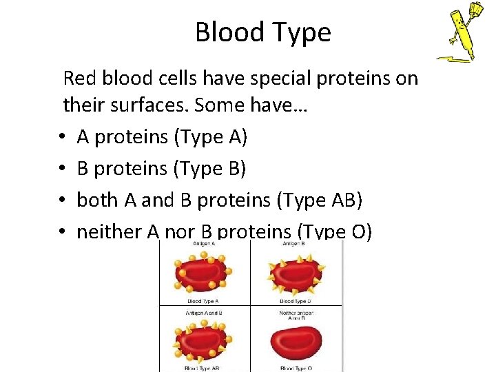 Blood Type Red blood cells have special proteins on their surfaces. Some have… •