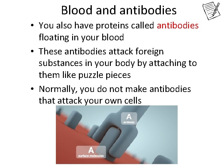Blood antibodies • You also have proteins called antibodies floating in your blood •