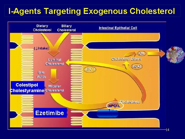 I-Agents Targeting Exogenous Cholesterol Colestipol Cholestyramine Ezetimibe NPC 1 L 1 14 