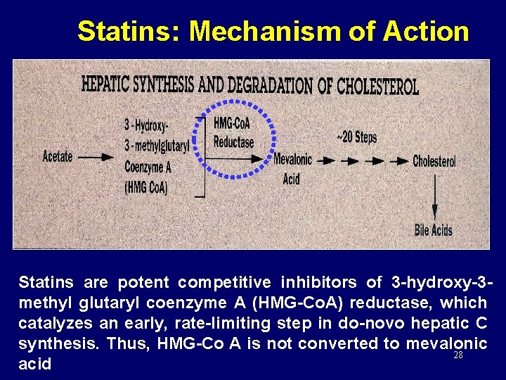 Statins: Mechanism of Action Statins are potent competitive inhibitors of 3 -hydroxy-3 methyl glutaryl