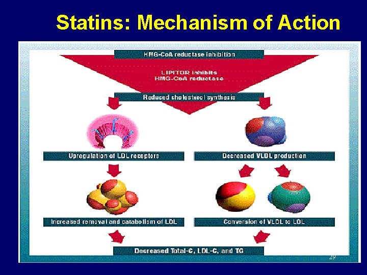 Statins: Mechanism of Action 29 