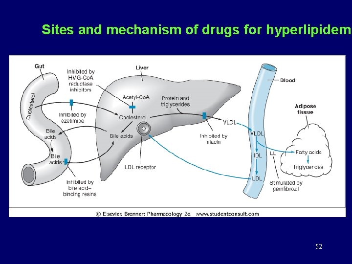 Sites and mechanism of drugs for hyperlipidemi 52 