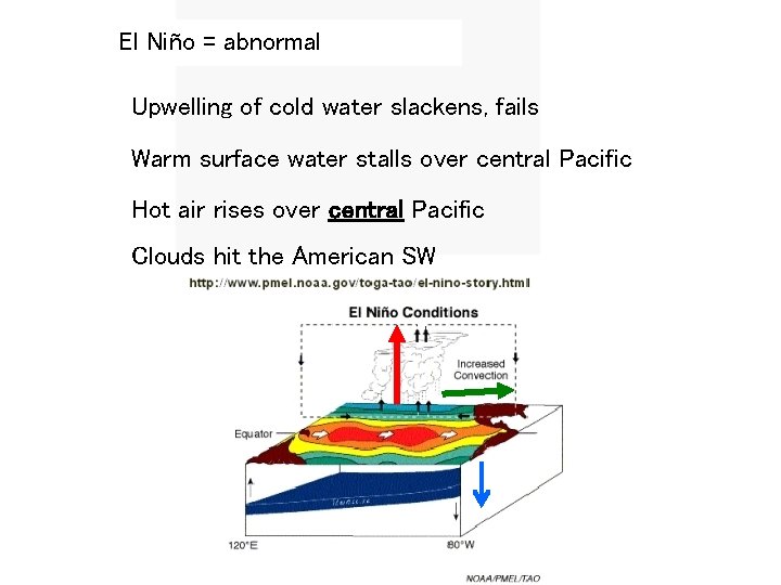El Niño = abnormal Upwelling of cold water slackens, fails Warm surface water stalls