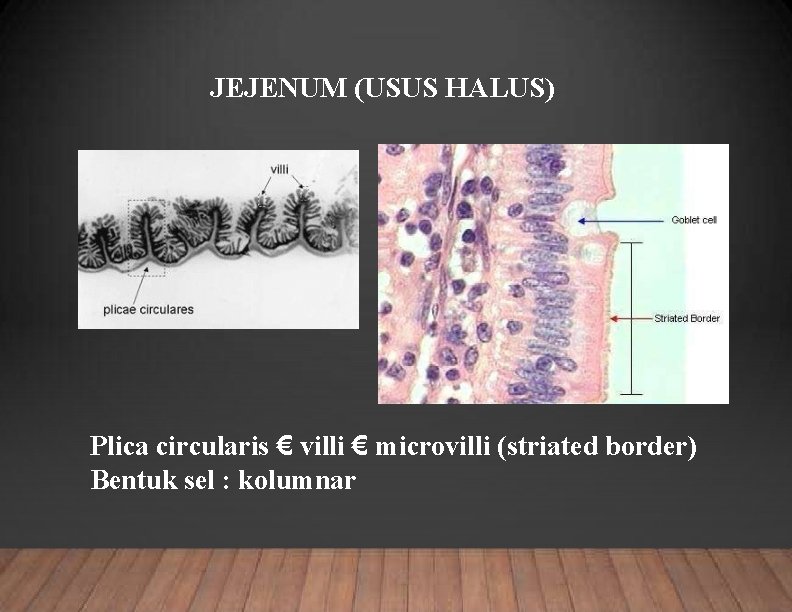JEJENUM (USUS HALUS) Plica circularis € villi € microvilli (striated border) Bentuk sel :