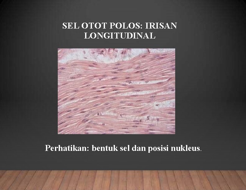 SEL OTOT POLOS: IRISAN LONGITUDINAL Perhatikan: bentuk sel dan posisi nukleus. 