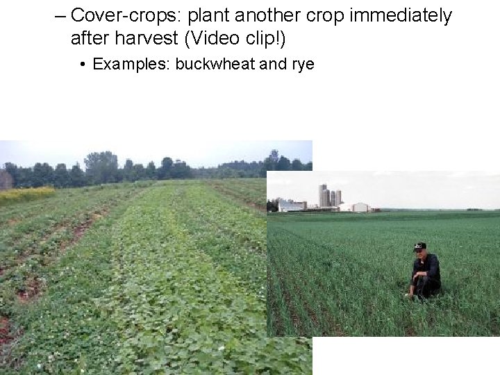 – Cover-crops: plant another crop immediately after harvest (Video clip!) • Examples: buckwheat and