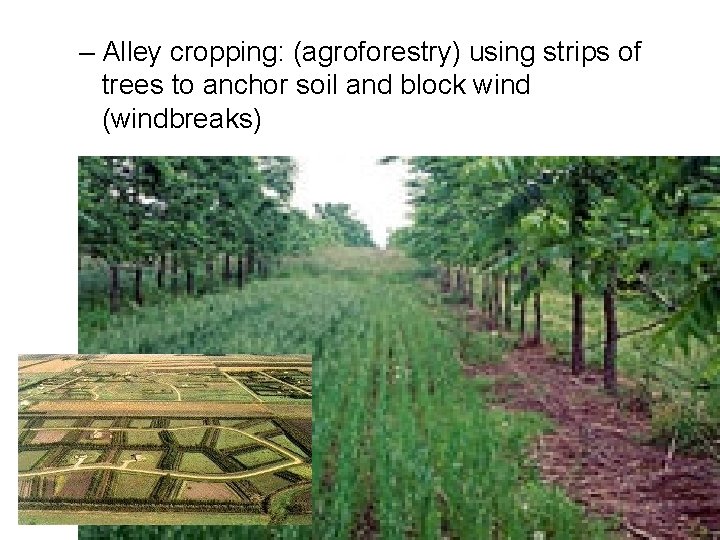 – Alley cropping: (agroforestry) using strips of trees to anchor soil and block wind