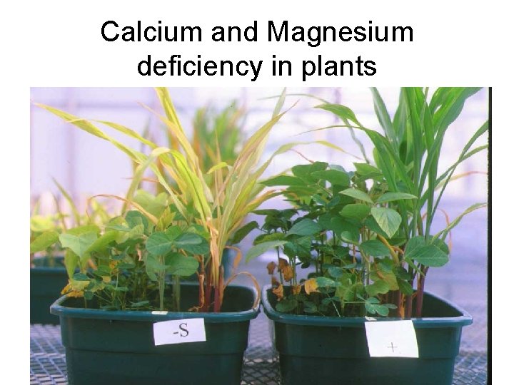 Calcium and Magnesium deficiency in plants 