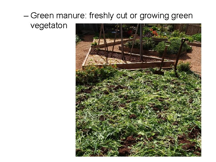 – Green manure: freshly cut or growing green vegetaton 