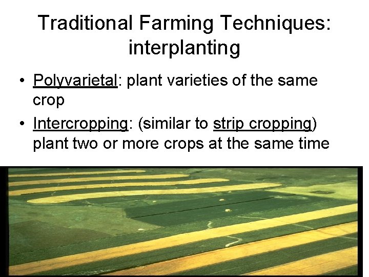 Traditional Farming Techniques: interplanting • Polyvarietal: plant varieties of the same crop • Intercropping: