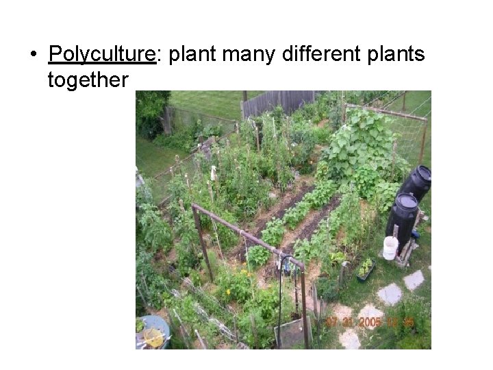  • Polyculture: plant many different plants together 