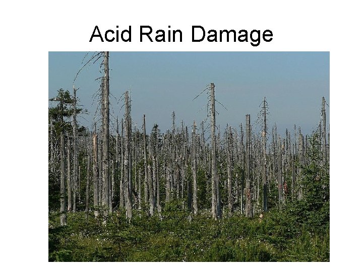 Acid Rain Damage 
