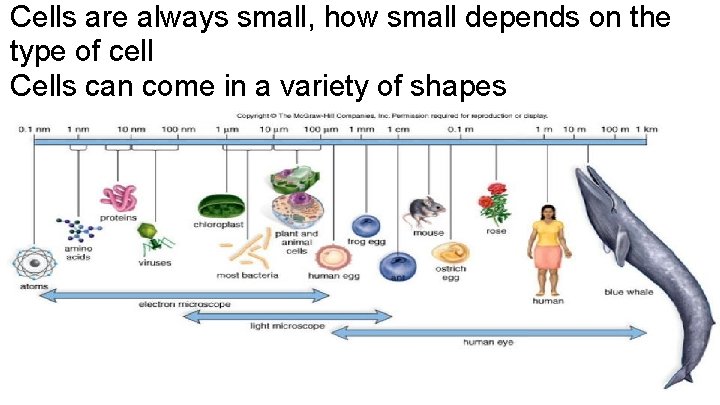 Cells are always small, how small depends on the type of cell Cells can
