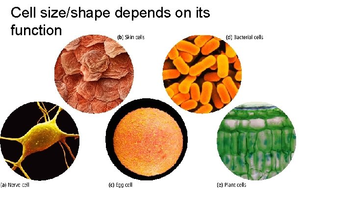 Cell size/shape depends on its function 