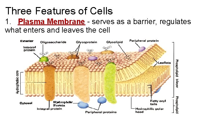 Three Features of Cells 1. Plasma Membrane - serves as a barrier, regulates what