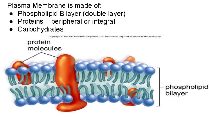 Plasma Membrane is made of: ● Phospholipid Bilayer (double layer) ● Proteins – peripheral