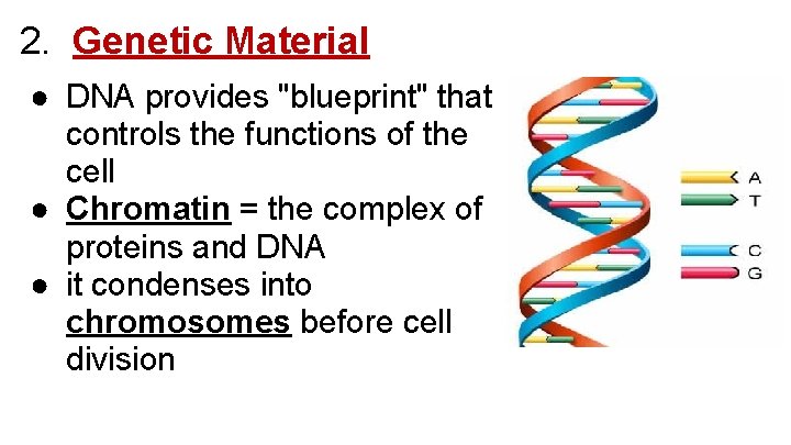 2. Genetic Material ● DNA provides "blueprint" that controls the functions of the cell