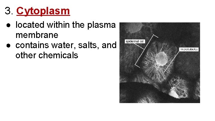 3. Cytoplasm ● located within the plasma membrane ● contains water, salts, and other