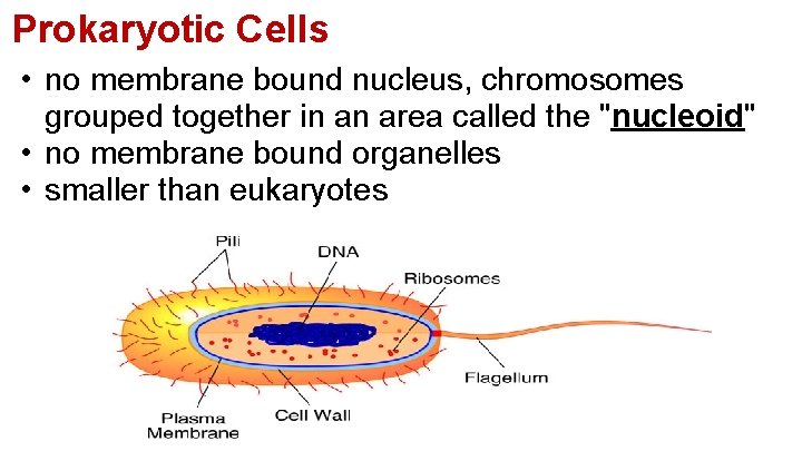 Prokaryotic Cells • no membrane bound nucleus, chromosomes grouped together in an area called
