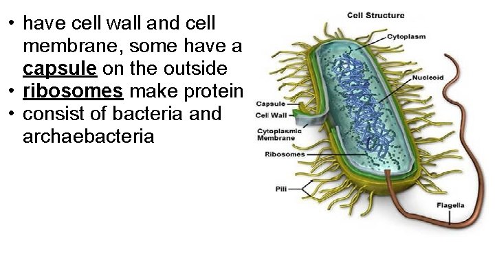  • have cell wall and cell membrane, some have a capsule on the