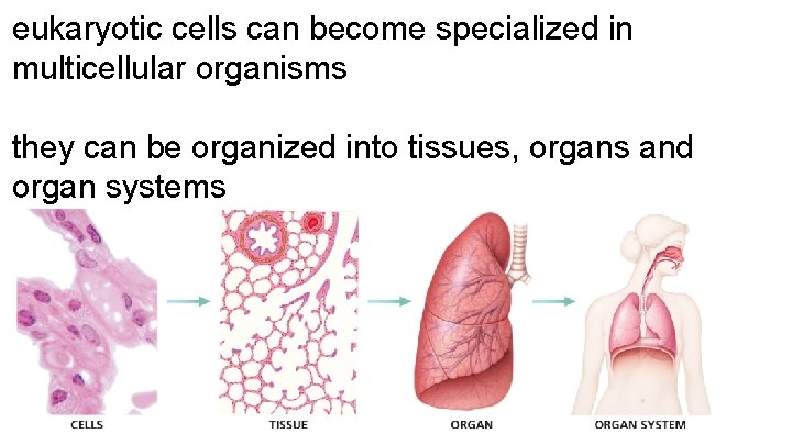 eukaryotic cells can become specialized in multicellular organisms they can be organized into tissues,