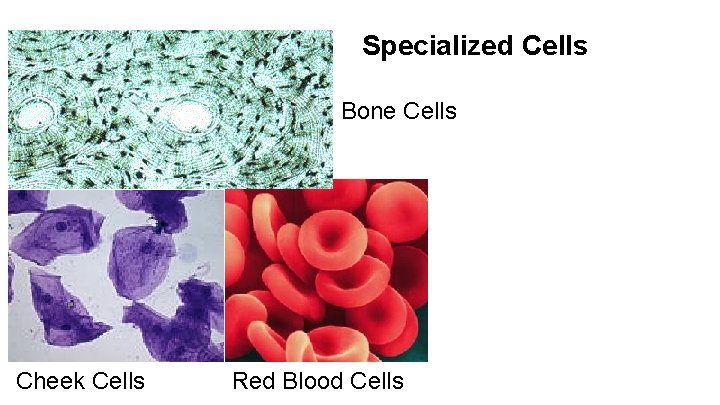 Specialized Cells Bone Cells Cheek Cells Red Blood Cells 