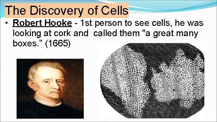 The Discovery of Cells • Robert Hooke - 1 st person to see cells,