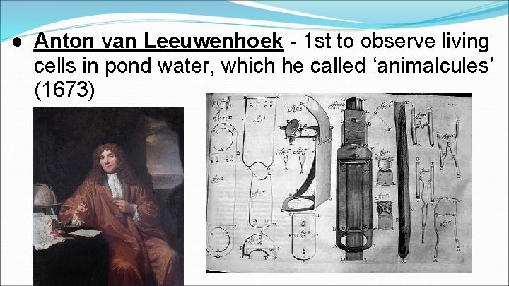 ● Anton van Leeuwenhoek - 1 st to observe living cells in pond water,