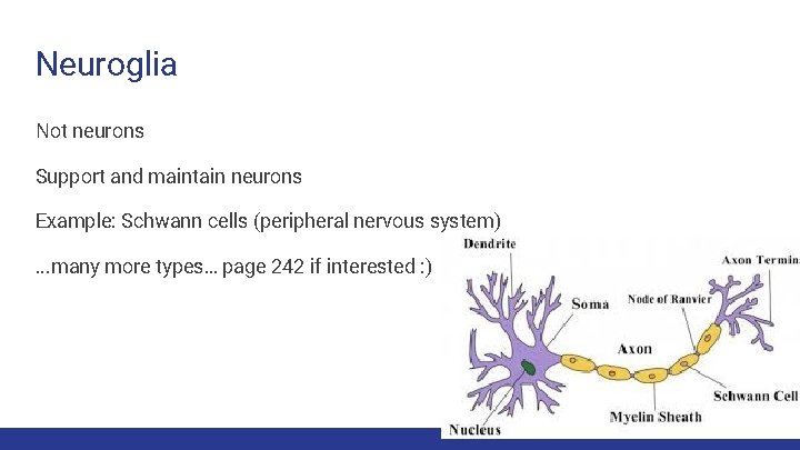 Neuroglia Not neurons Support and maintain neurons Example: Schwann cells (peripheral nervous system). .