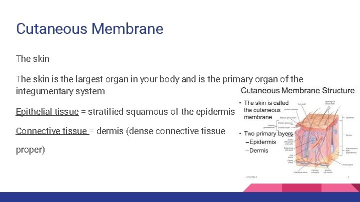 Cutaneous Membrane The skin is the largest organ in your body and is the